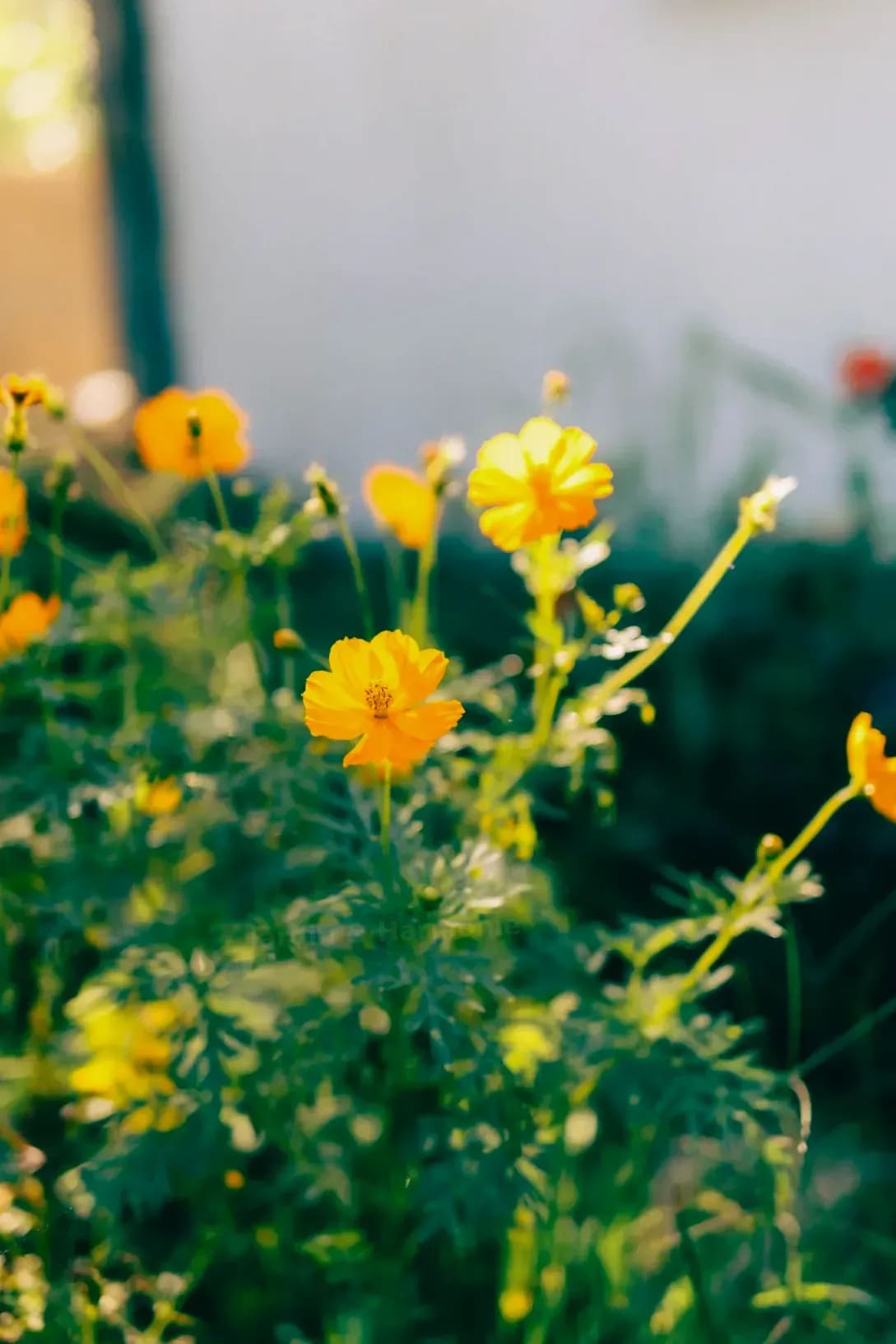 Jardin & Harmonie 10