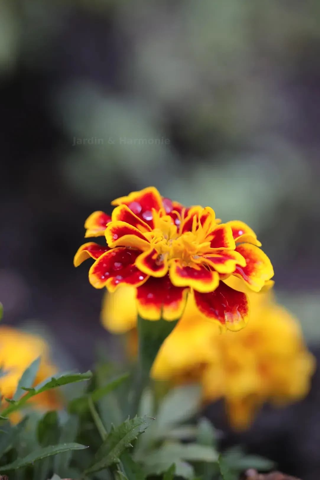 Jardin & Harmonie 13