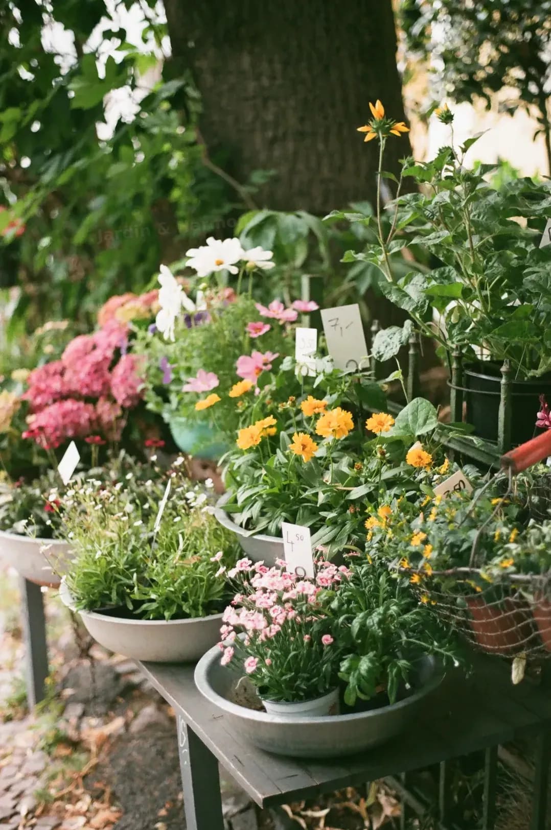 Jardin & Harmonie 2