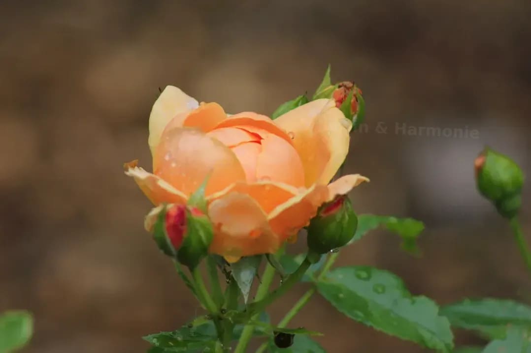 Jardin & Harmonie 5