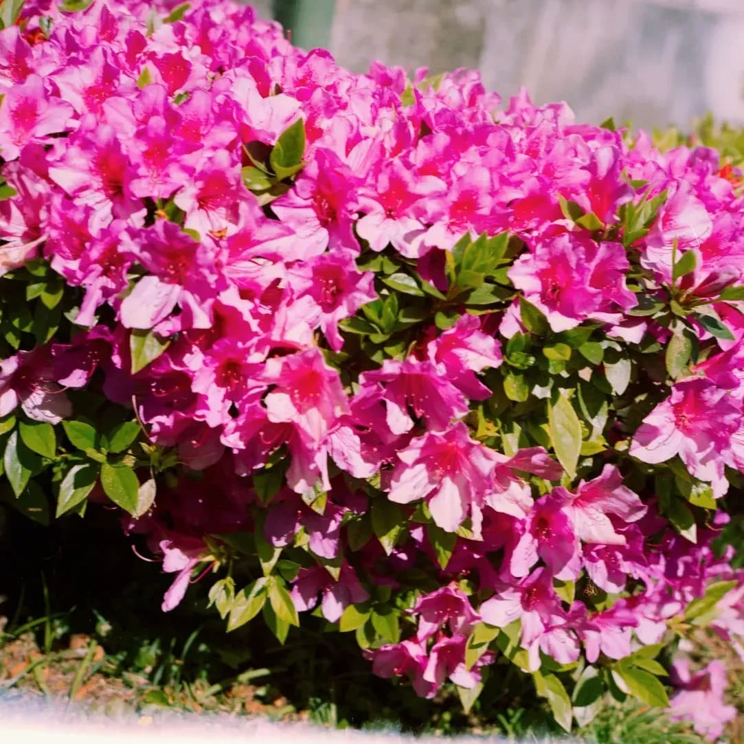 Jardin & Harmonie 8